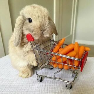 Включи новый заяц