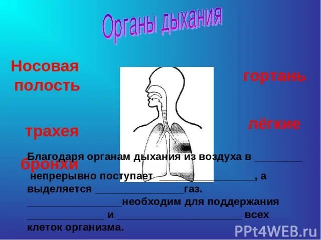 Воздух из гортани попадает в. При вдохе воздух из трахеи поступает в. При вдохе воздуха ю МЗ трахеи постаупвет. При вдохе воздух из гортани. При вдохе воздух из гортани поступает в.