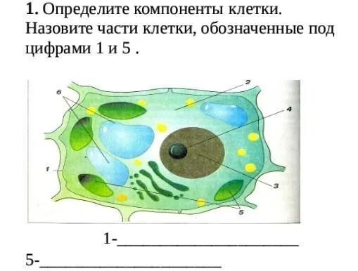 Какая структура клетки обозначена цифрой 2. Элементы клетки. обозначь название компонента клетки.