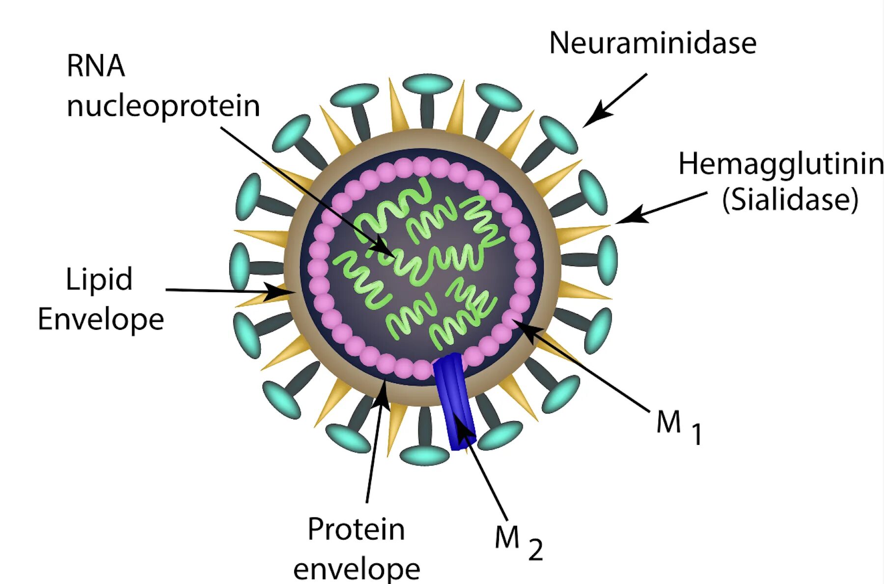 Possible virus