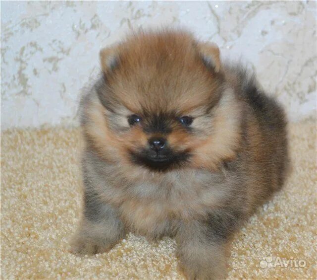 5 месяца. Продающееся объявление на авито. Авито краснодар животные. Убивает авито. Телята в тюменской области голштинской породы.