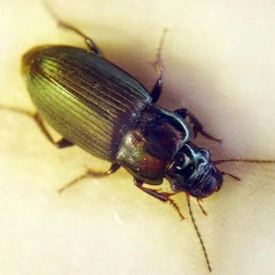 Жук н п. Жужелица harpalus distinguendus. жужелица короед. юродид жук. белокаемчатый жук.