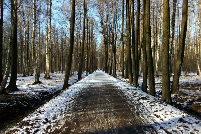 Закрытие дорог на просушку в ленобласти. Парк в начале весны. Питер весной. Питер начало весны. Парк закрыли.