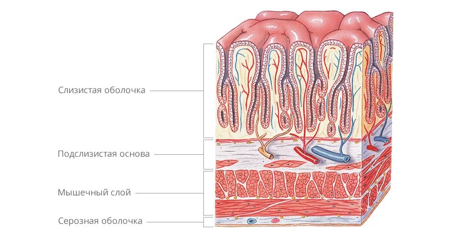 Слизистый слой кишки. Строение слизистой оболочки анатомия. Послойное строение стенки кишки. Слизистая оболочка пищеварительного тракта. Оболочки стенки желудка анатомия.