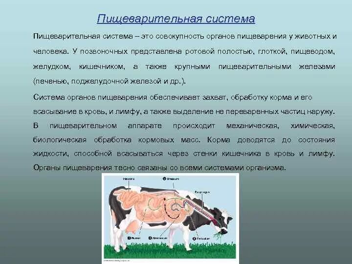 Пищеварительная система животных. Пищеварительная система Живон. Болезни пищеварительной системы животных. Болезни органов пищеварения у животных.