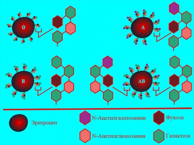 Строение антигенов на поверхности эритроцитов. Антигены групп крови. Антигены эритроцитов 1 группы крови. Строение антигена. Антиген эритроцитов первой группы крови