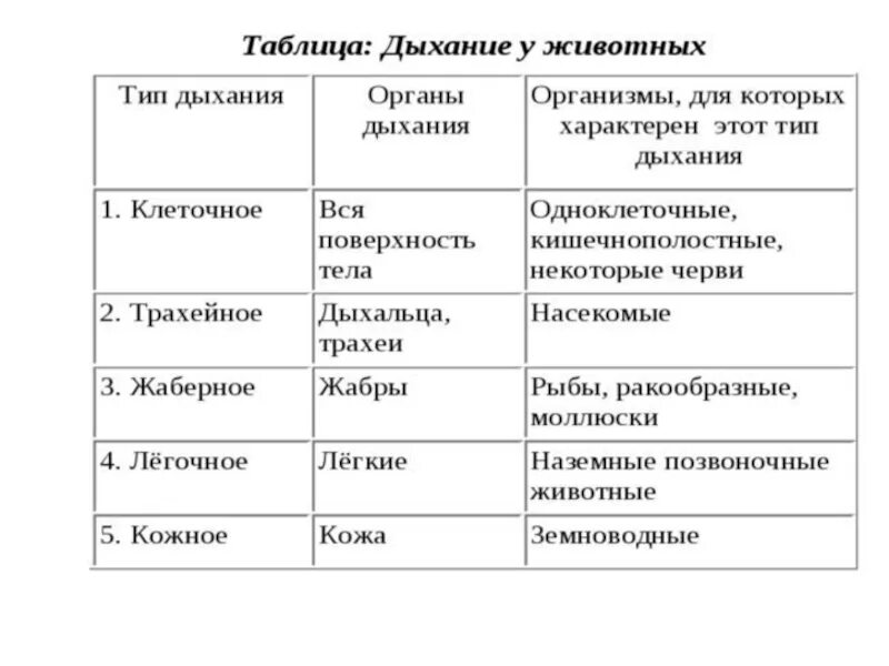 Дыхание таблица 8 класс биология. Эволюция дыхательной системы животных 7 класс таблица по биологии. Биология 7 класс таблица органы Эволюция органов дыхания. Таблица по биологии 7 класс типы и дыхательная система. Таблица по биологии представители, особенности дыхательной системы.