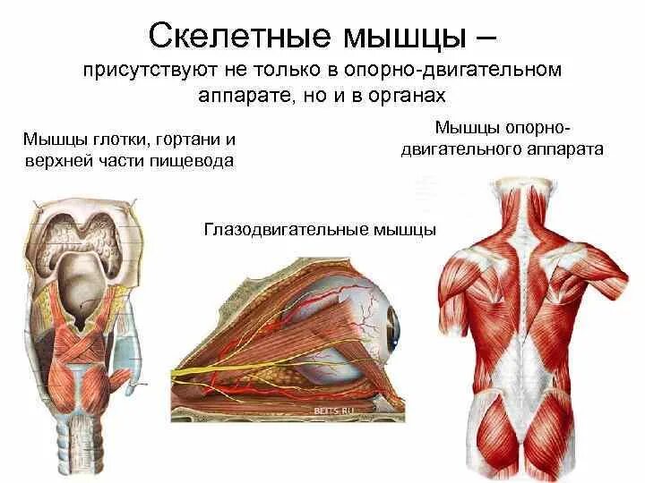 Работа скелетных мышц человека. Скелетные мышцы. Скелетные мышцы части мышцы. Секелетный Мускулятор это. Мышечные волокна глазодвигательной мышцы.