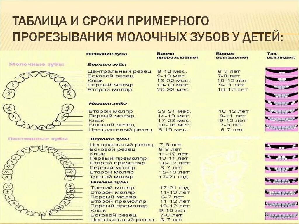 Сроки смены. Сроки прорезывания постоянных зубов. Сроки формирования и прорезывания молочных зубов. Молочные зубы сроки прорезывания. Сроки прорезывания постоянных зубов у детей таблица.