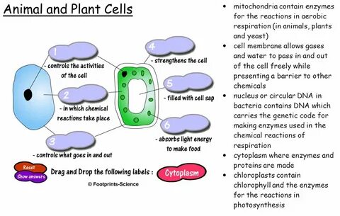Fill cell