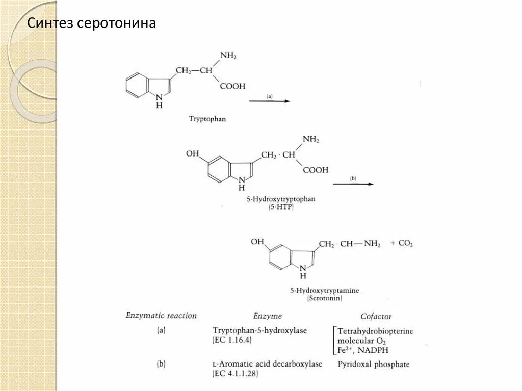 Синтез мелатонина. Синтез серотонина из триптофана. Синтез серотонина из триптофана реакции. Синтез мелатонина из триптофана. Схема синтеза серотонина.