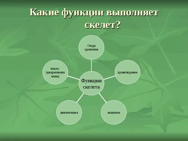 Какие функции выполняет скелет. Какую функцию не выполняет скелет. Какую функцию выполняет внутренний скелет. Функция которую не выполняет скелет.