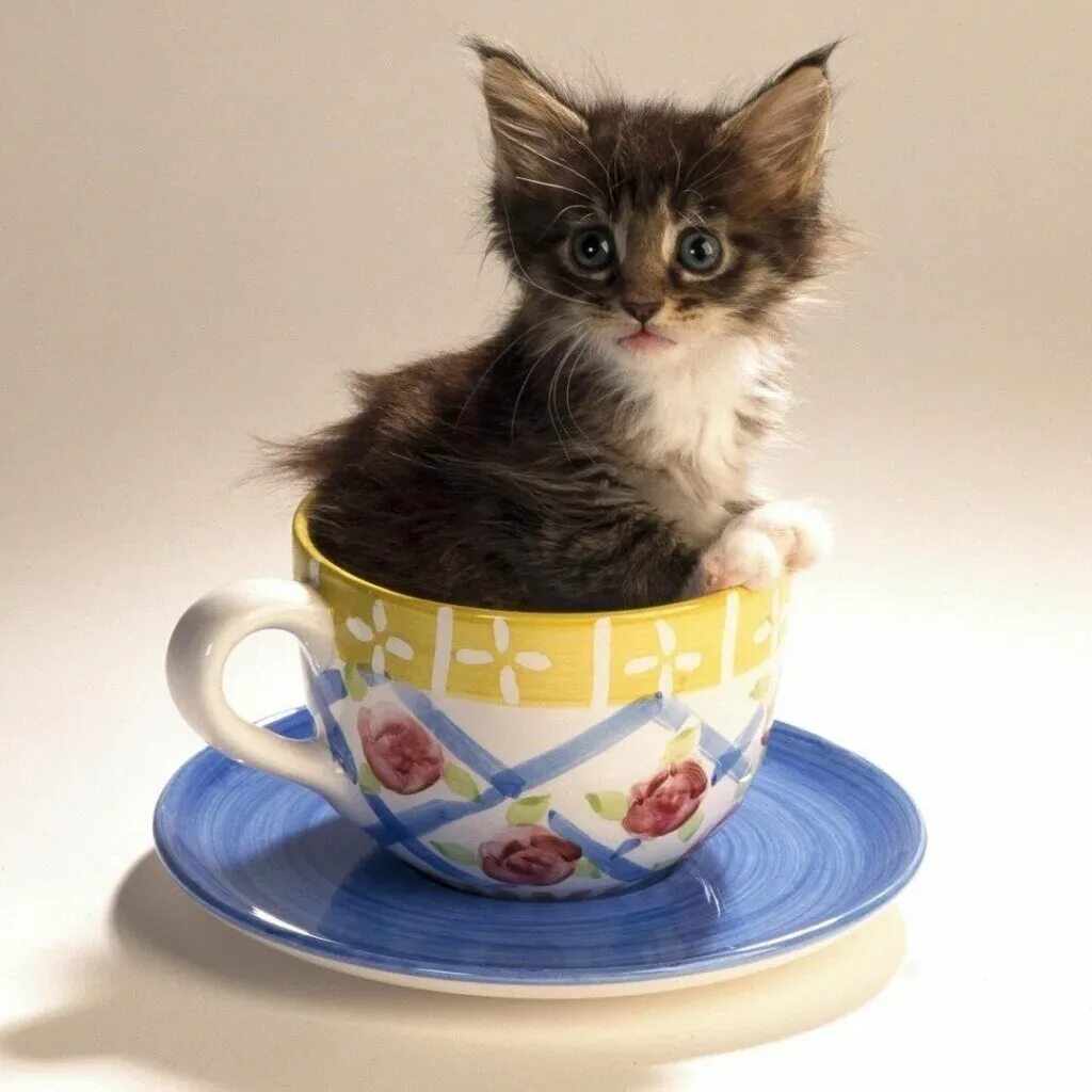 Кот утром картинка. Котенок в чашке. Доброе утро котенок. Чашка с кошкой. Милые котята в чашке.