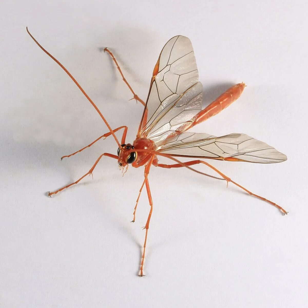 Наездник желтый. Ophion luteus. наездник офион. наездник офион желтый. наездник офион желтый - ophion luteus.