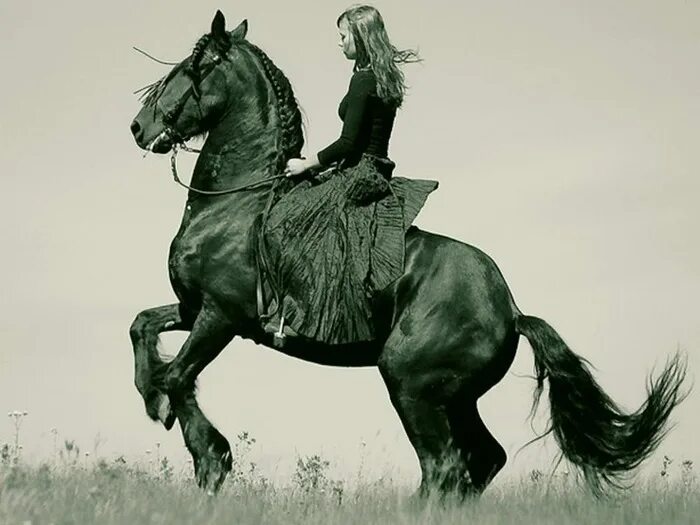 Тип всадник. Всадник. конь и всадник. всадник с лошадью. наездник на лошади.