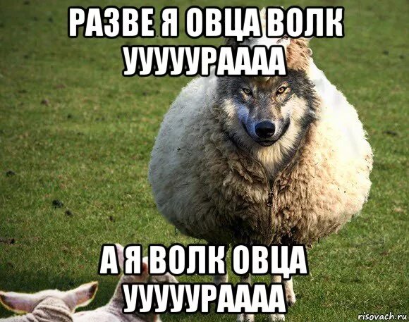 Песня волки барашка. Песня волки барашка. Песня волки барашка. Песня волки барашка. Волки и овцы бе-е-е-зумное превращение бьянка.