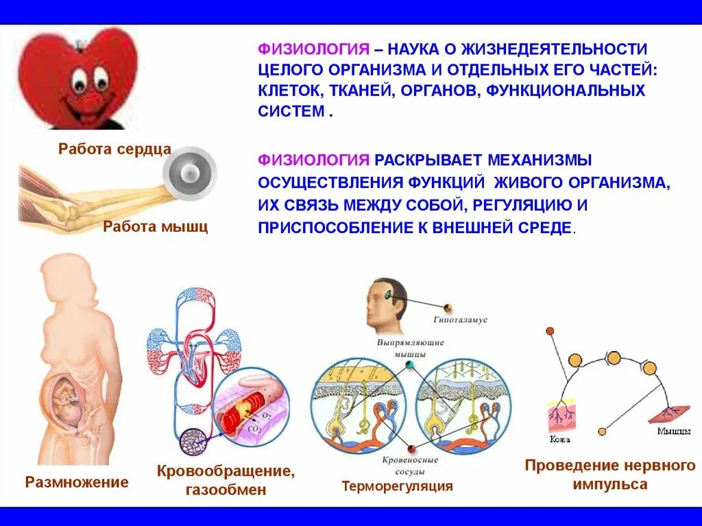 Физиология. Физол. Физиология это наука. Физиология наука о жизнедеятельности организма.