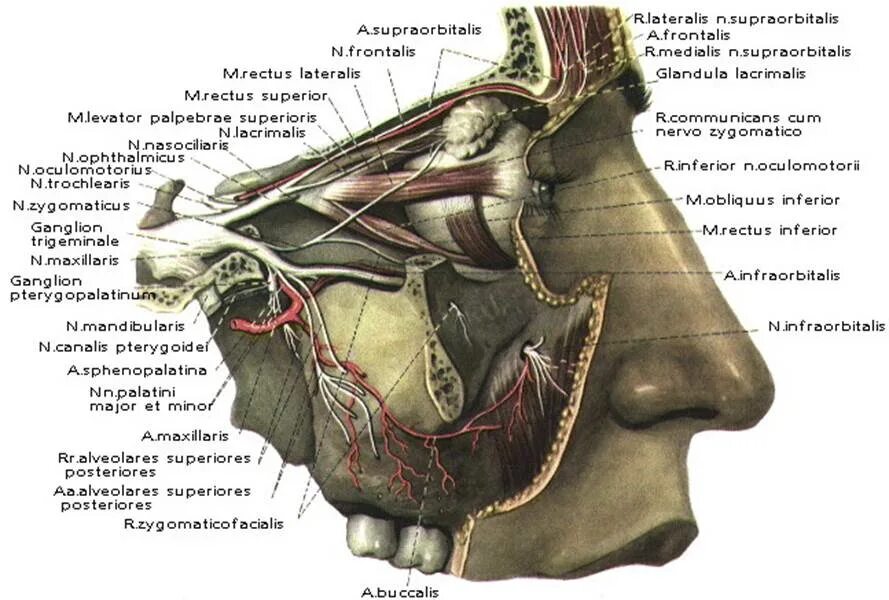 Нервы лицевой области. 2 Ветвь тройничного нерва анатомия. Крылонебный узел тройничного нерва. Тройничный нерв анатомия Синельников. Гассеров узел тройничного.