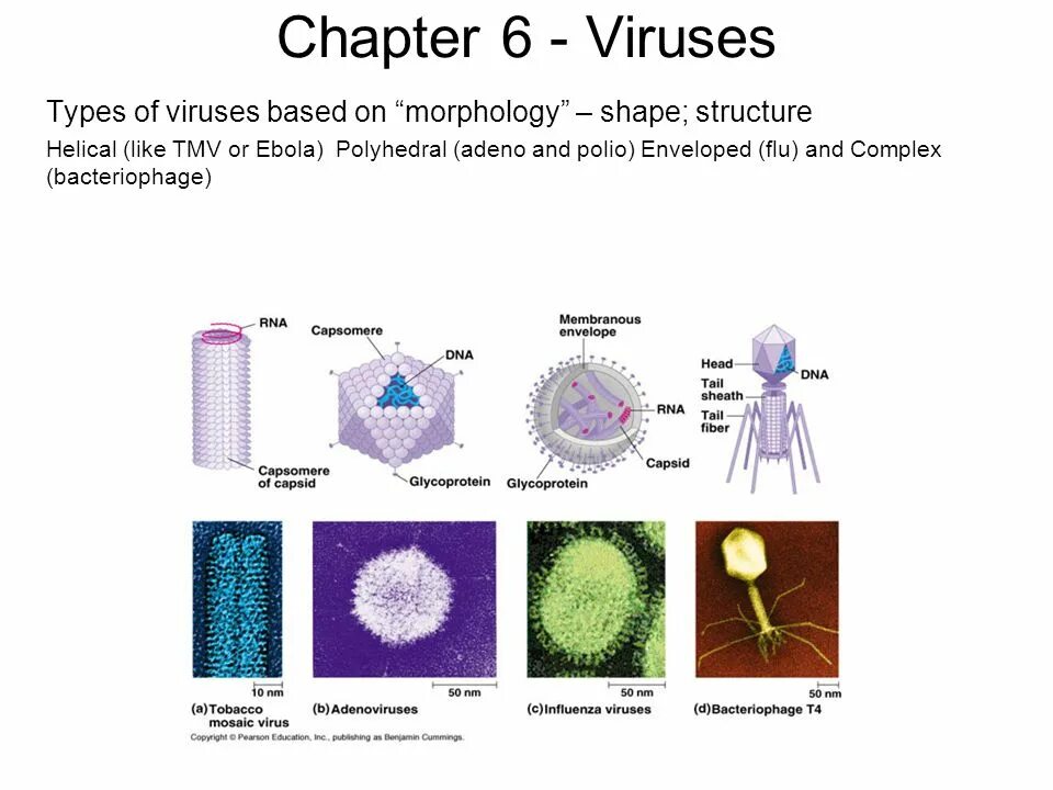 Types of viruses. Вирус POWERPOINT. Тайп вирусы. Associated types