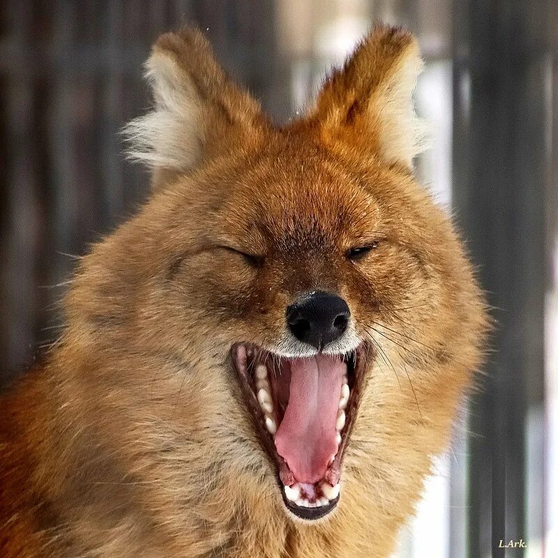 зубы красного волка. красный волк скалится. зубы красного волка. тянь-шанский красный волк. зубы красного волка.