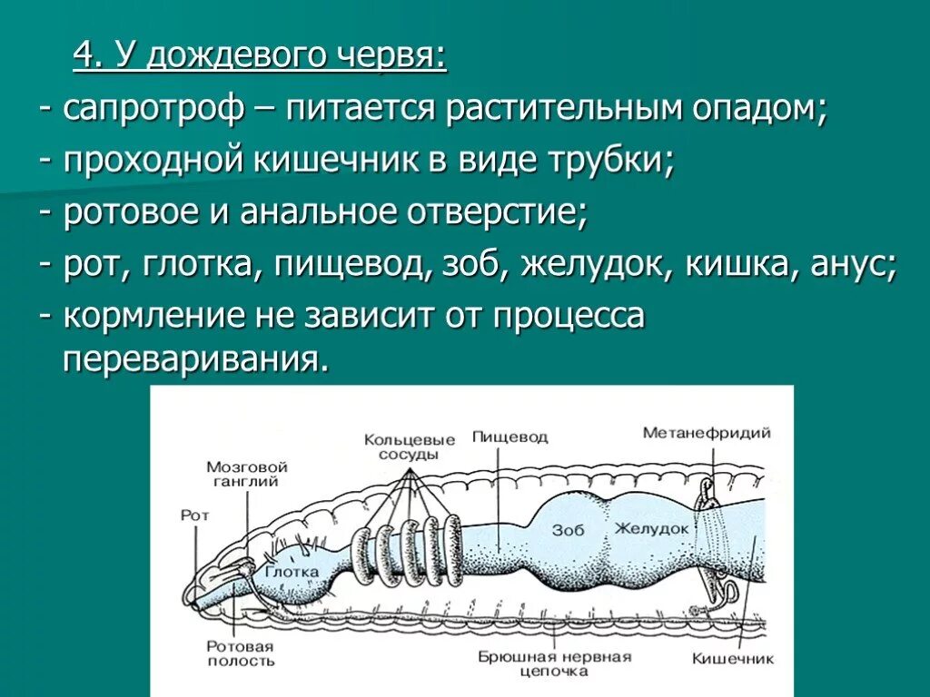 Ротовое отверстие дождевого червя. Где рот у дождевого червя. Есть ли у червяков