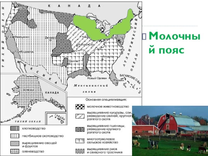 Сельское хозяйство США молочный пояс. Сельскохозяйственные пояса США на карте. Молочный пояс США штаты. Пояса сельского хозяйства США. Главные сельскохозяйственные районы сша