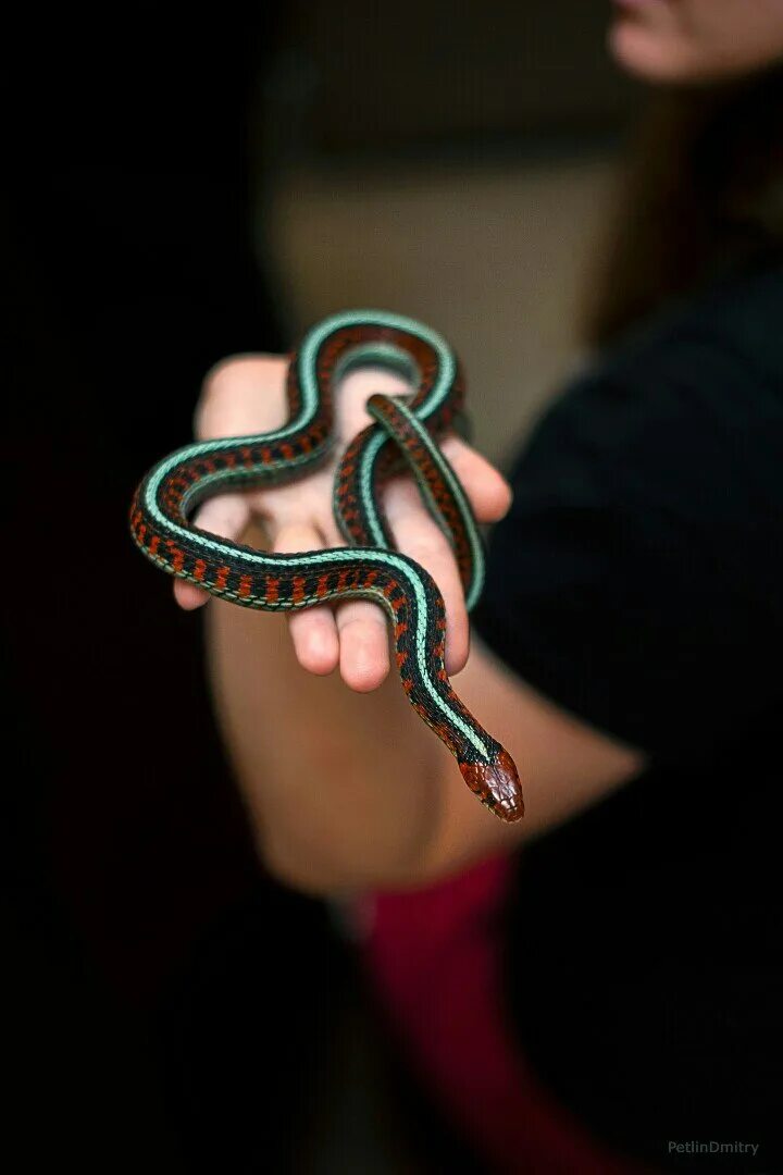 Змейки опаньки. Подвязочная змея (Thamnophis sirtalis). Thamnophis sirtalis infernalis. Ящерица змея. Маленькие змейки.