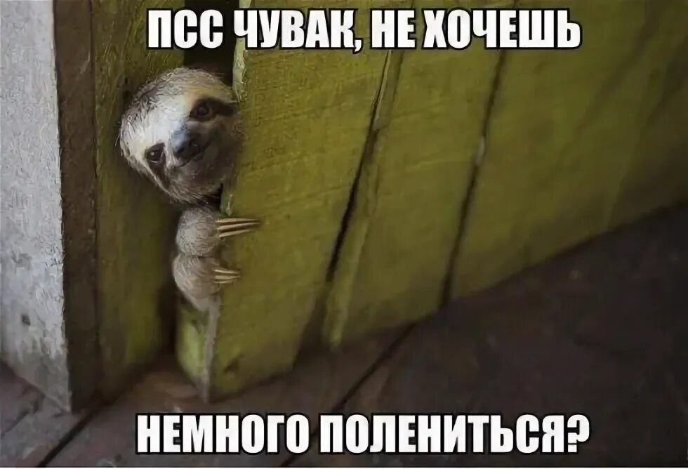 Мем псс. Мем псс
