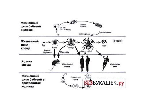 Цикл развития иксодовых клещей схема. Иксодовые клещи жизненный цикл схема. Жизненный цикл иксодового клеща схема.