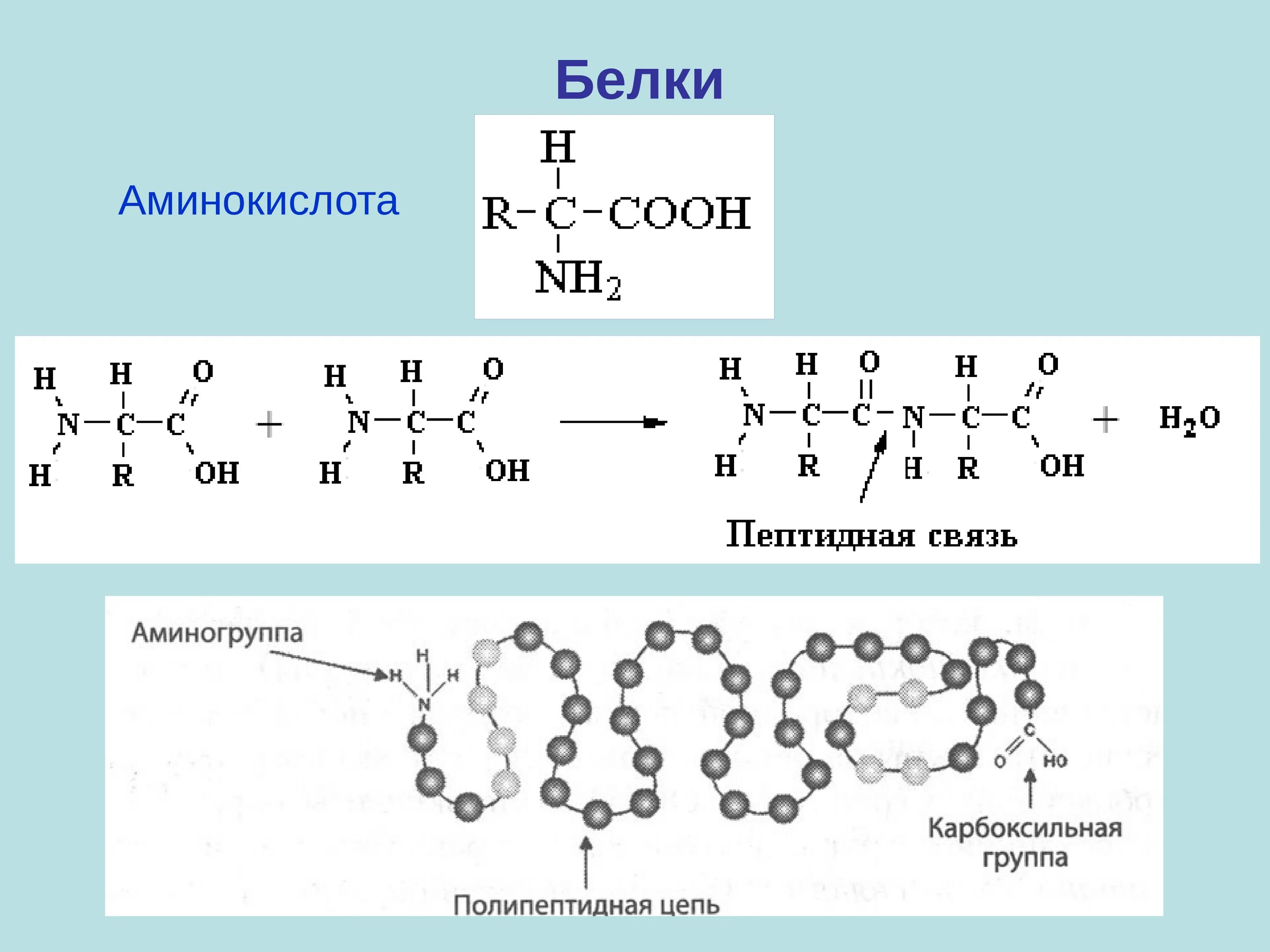 Группа соединения белков. Белки строение аминокислоты. Строение белков и аминокислот. Белок строение аминокислоты. Аминокислоты и белки схема.