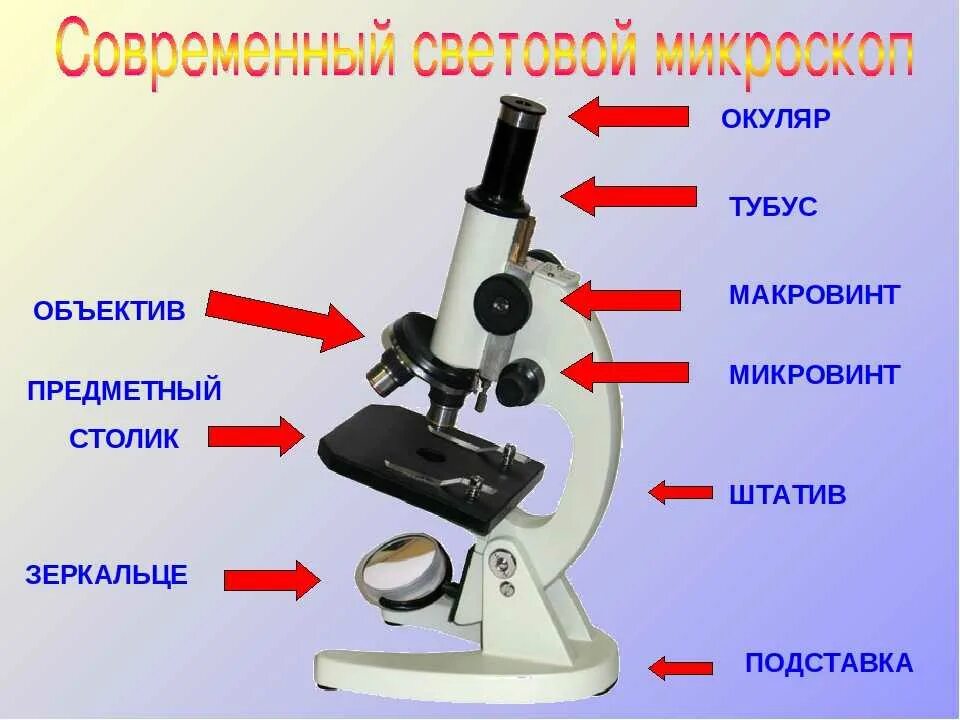 Части микроскопа выполняют функции предметный столик. Строение микроскопа 5 класс макровинт. Строение микроскопа микроскоп световой микроскопа. Строение микроскопа макровинт. Световой микроскоп строение микровинт.