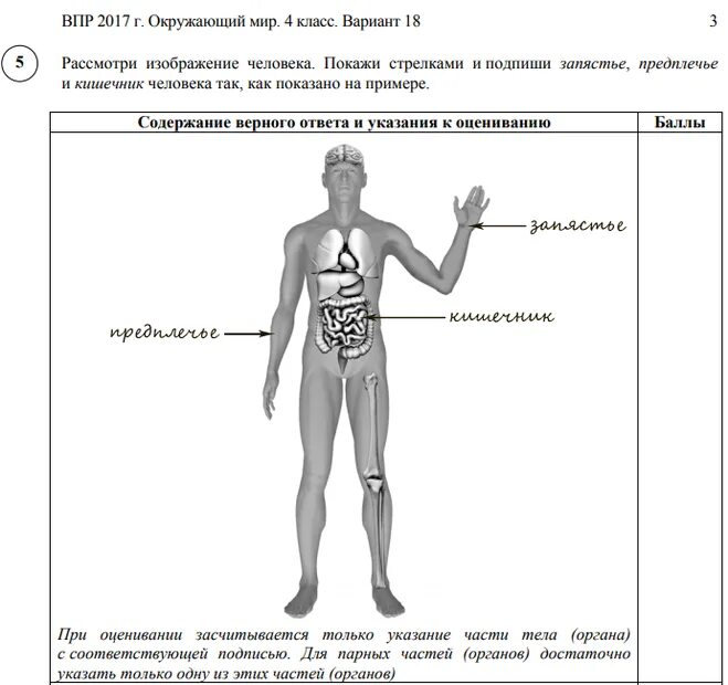 Куда впр. ВПР 4 класс рассмотри изображение человека голень желудок плечо. Строение тела ВПР 4 класс. Части тела человека ВПР. Предплечье ВПР.