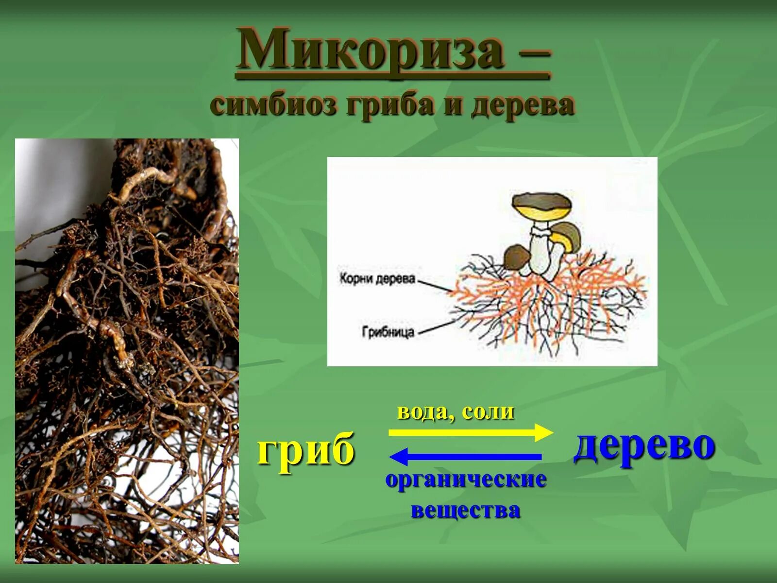 Грибы образующие микоризу с корнями. Микориза грибокорень. Шляпочные грибы микориза. Строение гриба микориза. Что такое микориза у грибов.