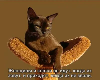 Кот бура