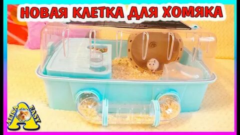 Хомяки алиса изи
