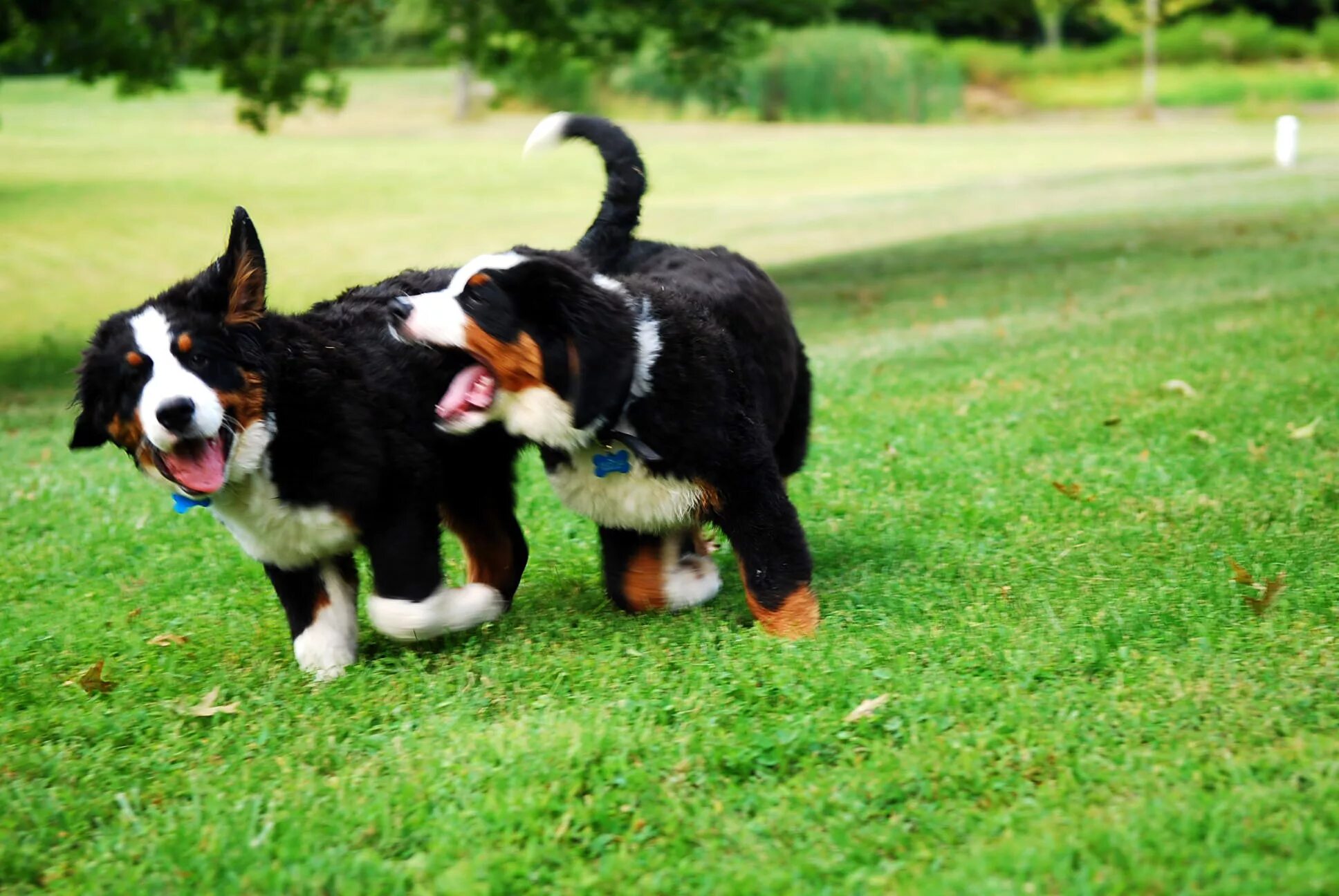 We two dogs. Бернский зенненхунд. Бернский зенненхунд лапы. Бордер колли и Бернский зенненхунд. Бернский зенненхунд с хозяином.