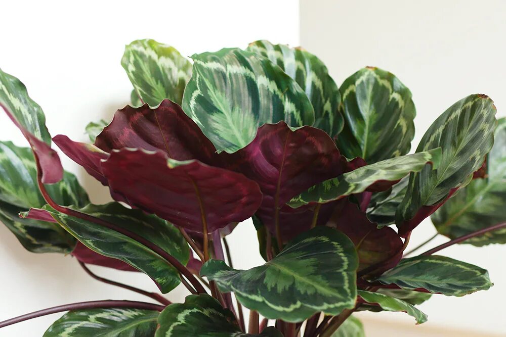 Калатеи виды и сорта фото