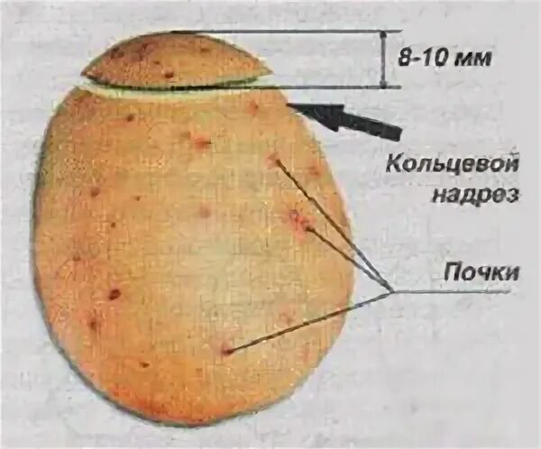 Надрезание картофеля. Кольцевой разрез картофеля. Кольцевой надрез картофеля. Картошка в разрезе.