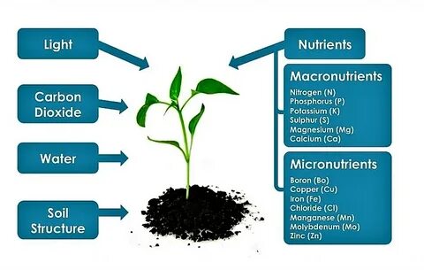 Plants nutrition
