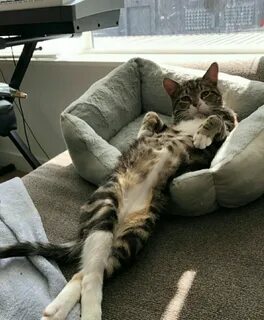 Relaxing cat
