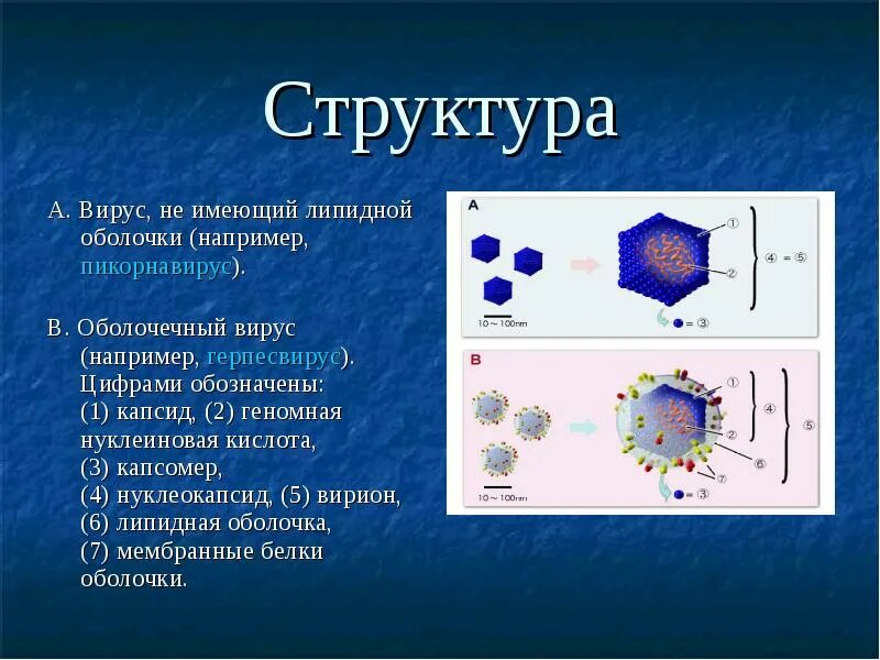 Вирус состоит из молекул. Тип симметрии нуклеокапсида вируса. вирион нуклеокапсид. капсид капсомеры. вирус нуклеиновая кислота капсид.