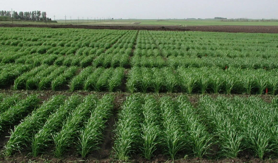 Crop breeding. Seed breeding. Crop Plant. Plant breeding