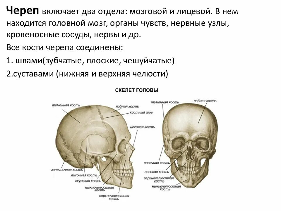 Мозговой отдел тип соединения. Остеология черепа человека. мозговой отдел черепа анатомия. череп кости черепа анатомия. строение черепа остеология.