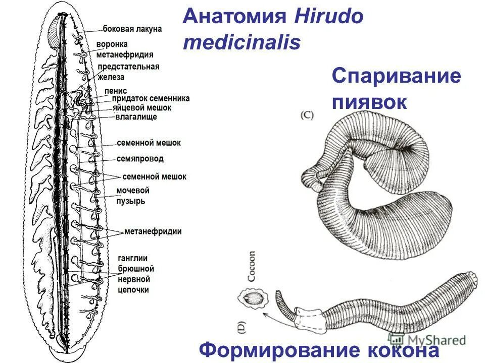 Внешнее строение медицинской пиявки. Внешнее строение пиявки. Пиявки биология строение. Наружное строение пиявки. Выделительная система пиявок.