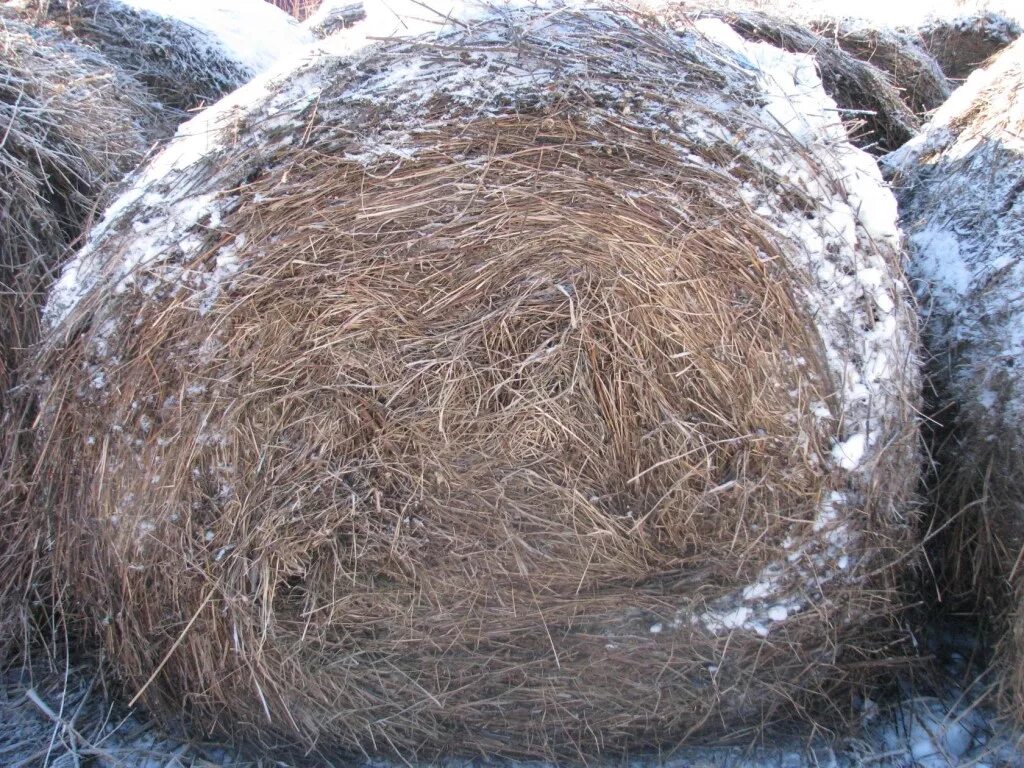 Сено кемеровская область. Испорченное сено. Гнилая солома. Сено 500 кг. Гнилое сено.