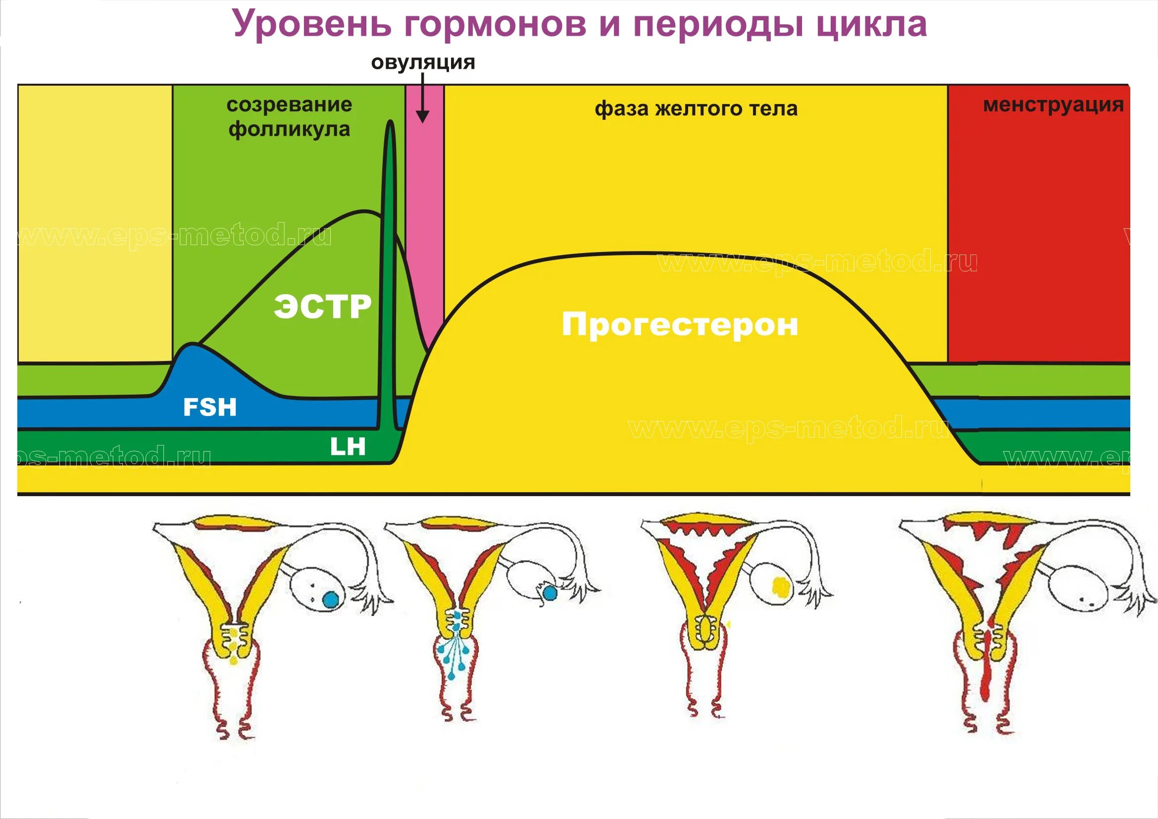 Изменение уровня гормонов. Гормоны в течение цикла. Гормональный цикл женщины. Изменение уровня гормонов в течение цикла. Уровень гормонов в цикле месячных.