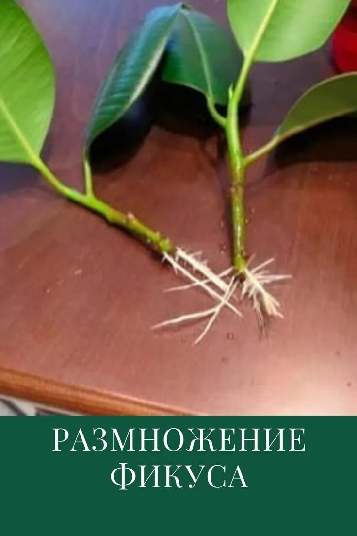 Фикус пересадка размножение. Черенки фикуса каучуконосного. Черенкование фикуса каучуконосного. Фикус каучуконосный отростки. Размножить фикус каучуконосный.