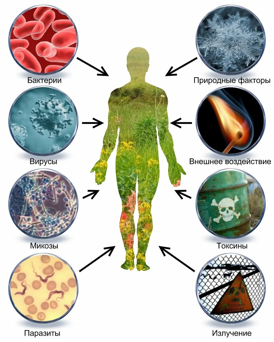 Влияние различных заболеваний. Бактерии в человеке. Микроорганизмы в организме человека. Паразиты и грибы в организме. Бактерии, вирусы, микробы и болезни.