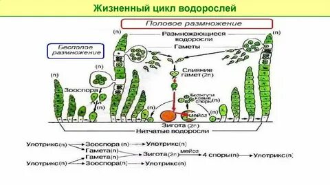 Цикл растений водоросли
