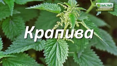 Звуки в слове крапива